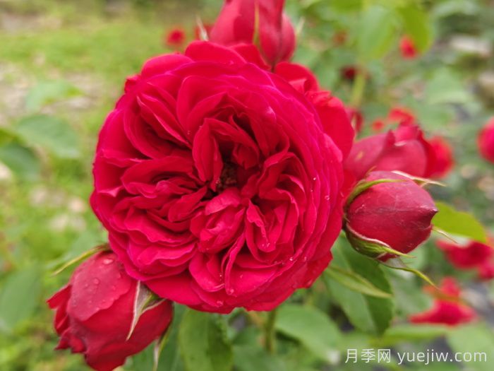 盆栽本是月季，花束却叫玫瑰(图1)