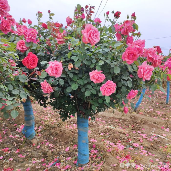 树桩月季修剪的常见误区及实用技巧(图1)