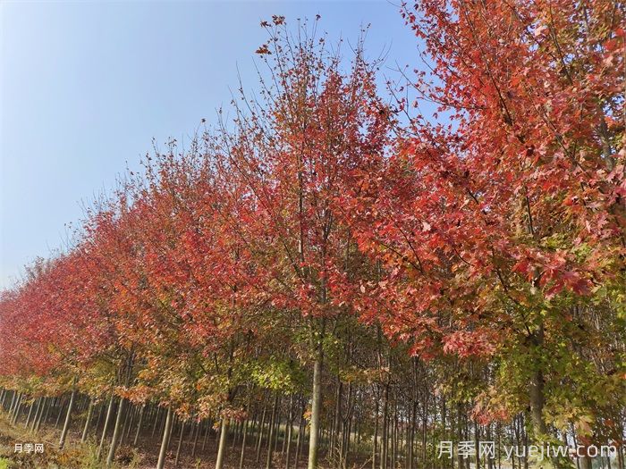 五角枫生长环境、种植技术与管理方法(图1)