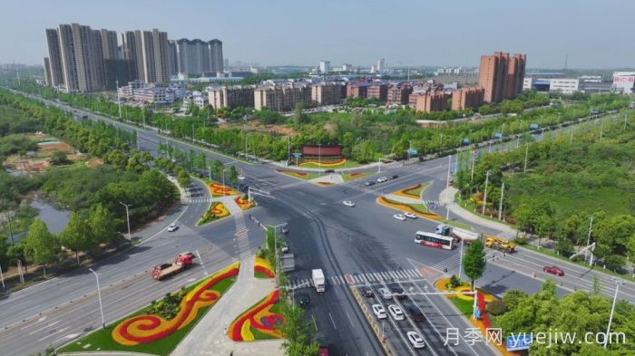 万株树状月季齐绽放，扮靓宁乡城市新风景(图1)