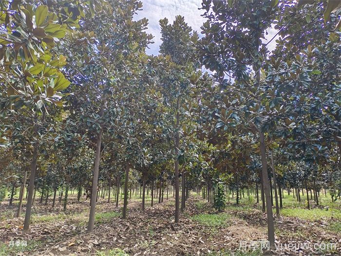 中国用量最大的十种乔木行道树优缺点(图2)