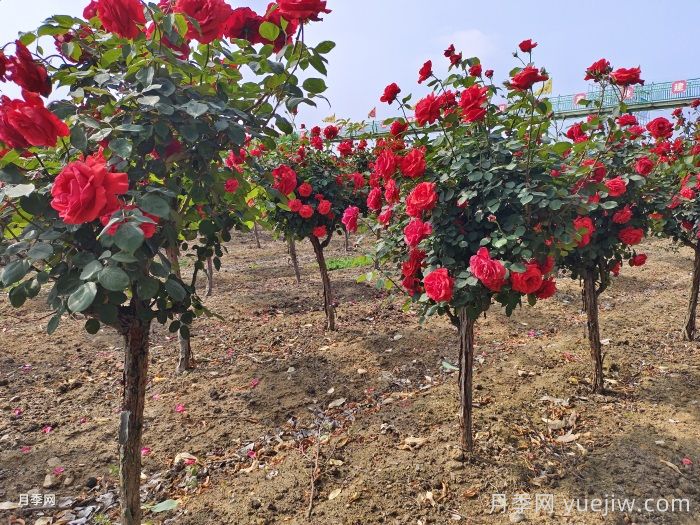 新栽树状月季为什么会出现死苗现象？(图1)