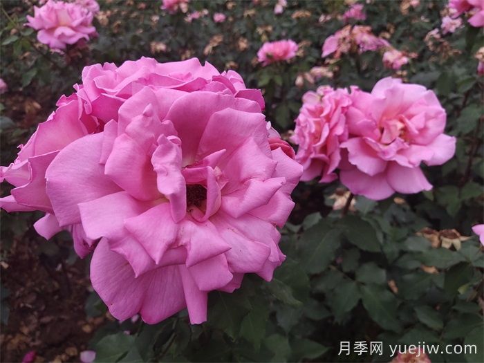 月季用药指南，让月季远离病虫害(图1)