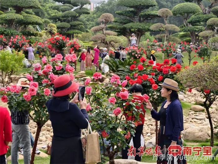 南宁南湖公园，2万株月季盛放的梦幻花园(图1)