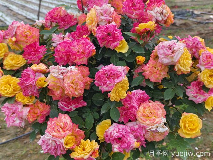 月季花期延长方法(图1)