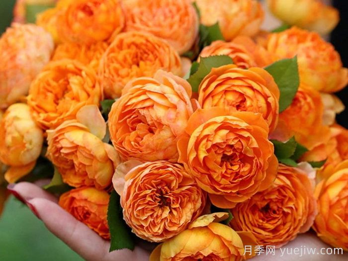 蜂蜜焦糖月季有哪些优缺点？(图1)