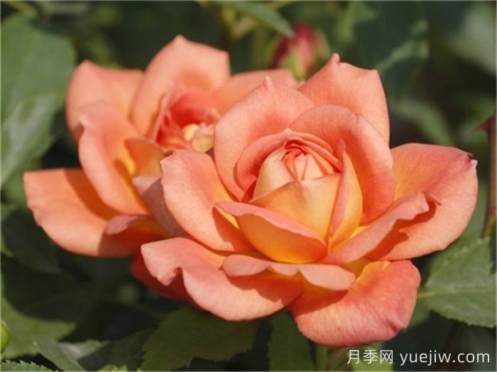 想体验坐拥花海，6款藤本月季助你春花无忧(图5)