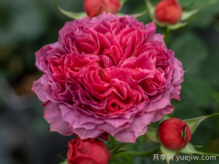 朱砂碗月季的优缺点是什么？(图1)