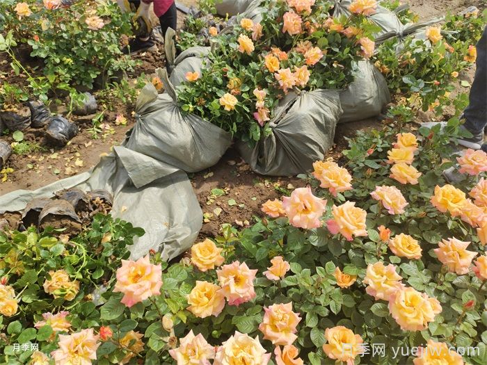 2025年4月最新月季行情价格(图1)