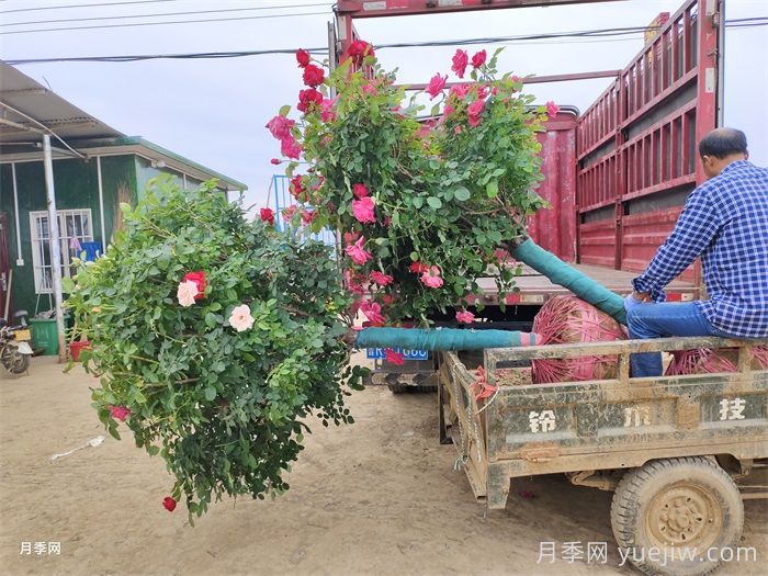 2025年4月最新月季行情价格(图2)