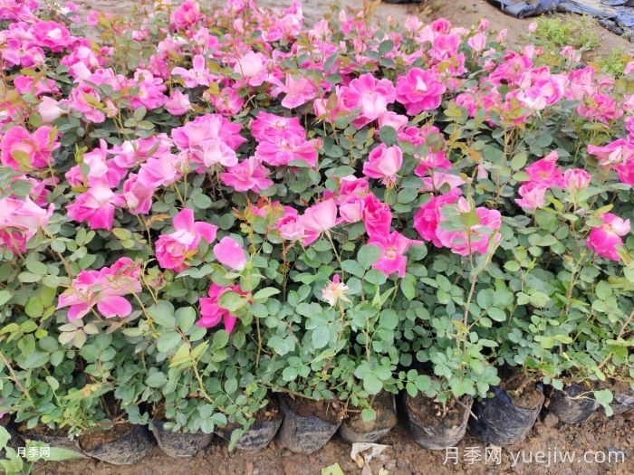 南阳石桥2025年营养钵月季苗上市，工程采购正当时(图2)