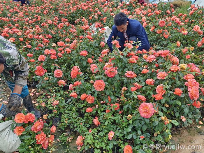 南阳石桥2025年营养钵月季苗上市，工程采购正当时(图3)