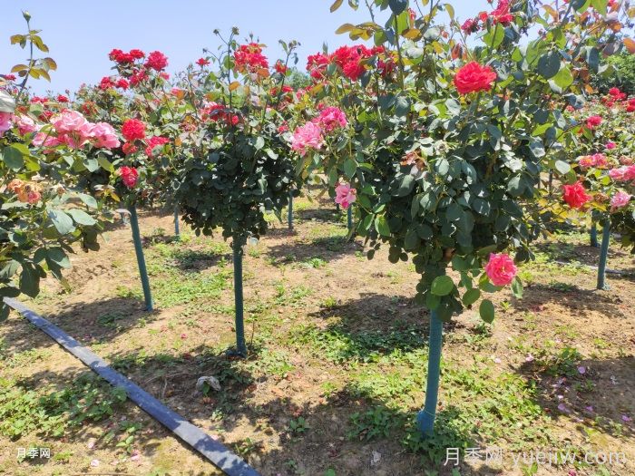 2025年5月，南阳3-5公分树状月季上车批发价格(图2)