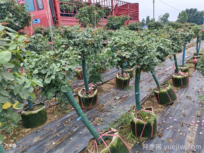 树状月季一手好货，树状月季基地源头厂家(图3)