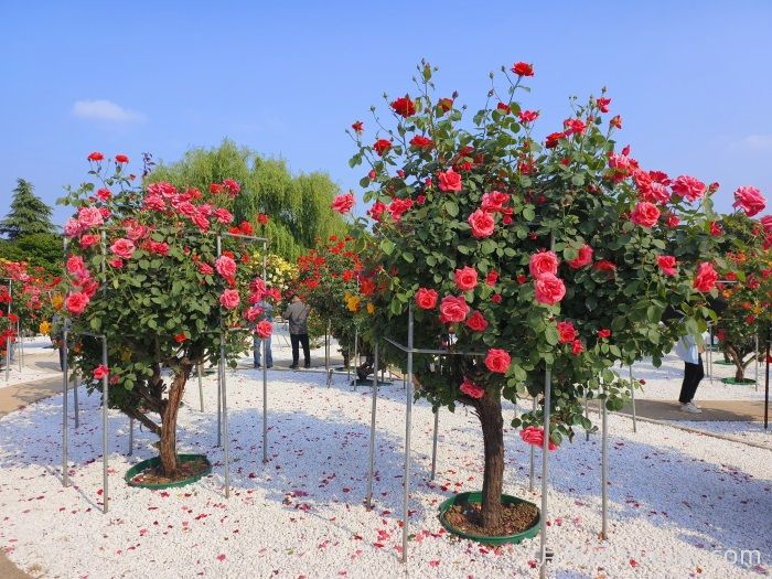 树状月季的种植管理及养护技巧(图2)