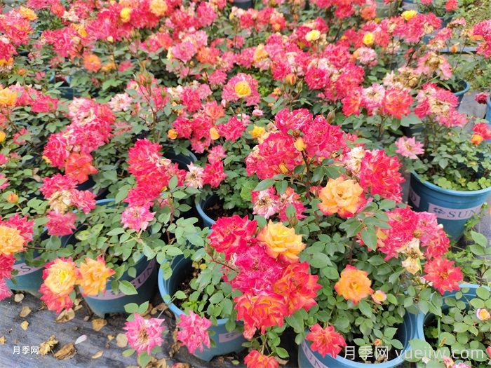 月季花的养殖方法和注意事项(图2)