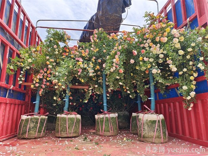 月季花的养殖方法和注意事项(图3)