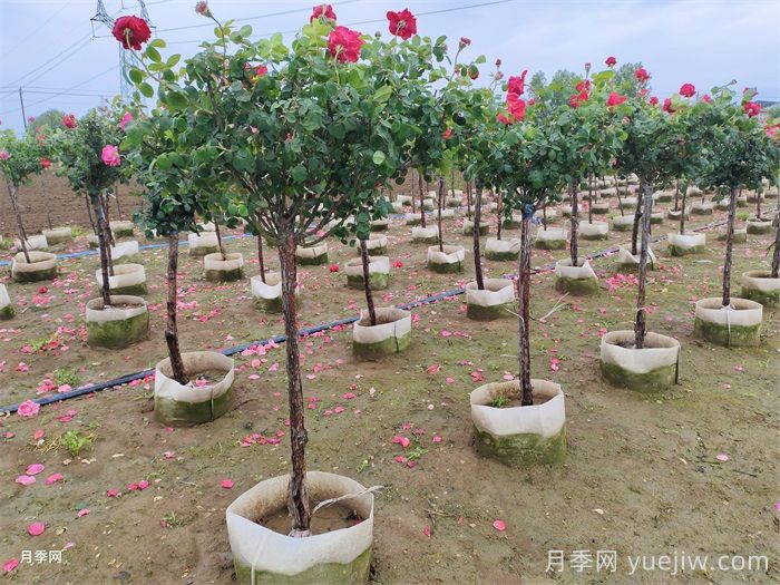 地上钵树状月季/月季树容器苗(图6)