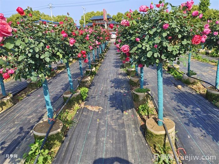 地上钵树状月季/月季树容器苗(图1)