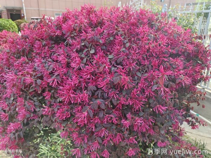 红花继木/红花檵木(图3)