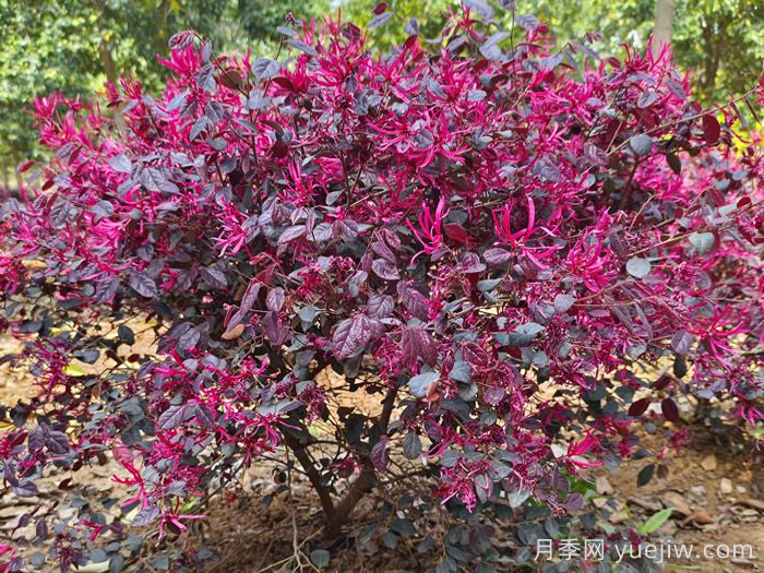 红花继木/红花檵木(图1)