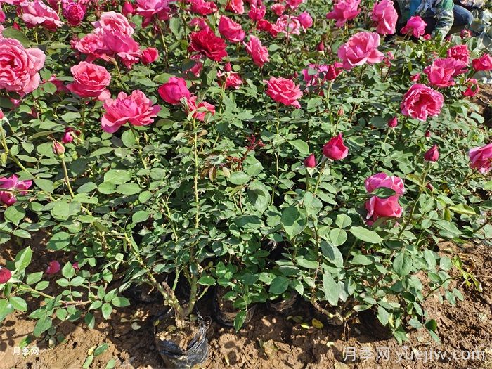 盆栽月季浇水要注意哪些事项(图1)