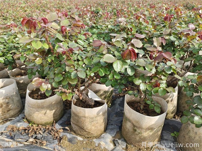 盆栽月季浇水要注意哪些事项(图2)