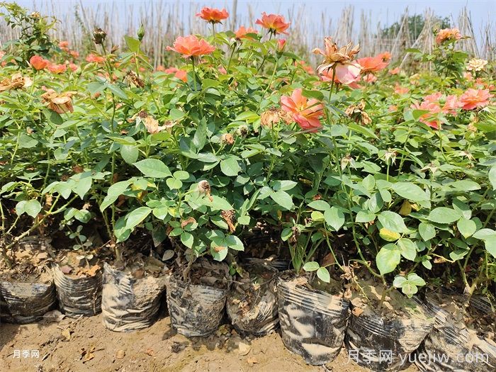 夏天月季一天浇几次水?(图1)