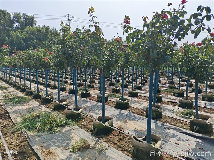 月季树移栽浇水方法(图2)