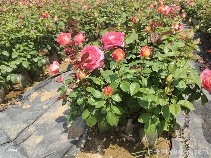 月季苗如何养长得快？记着这5点(图1)