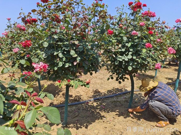 是谁在决定什么样的月季好卖？(图3)