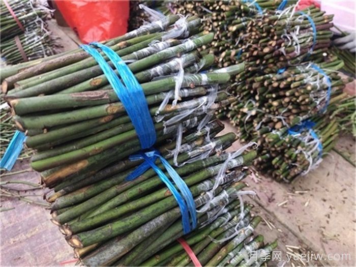 月季的繁殖方法有几种？(图2)