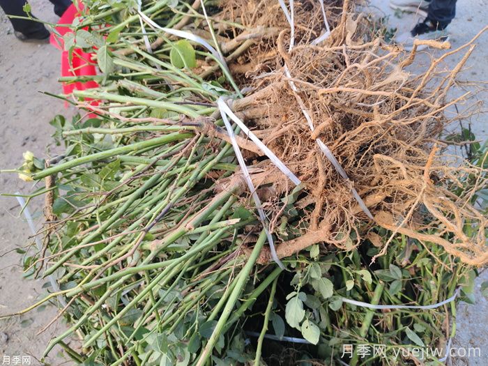 河北保定定州市的月季批发价格(图3)