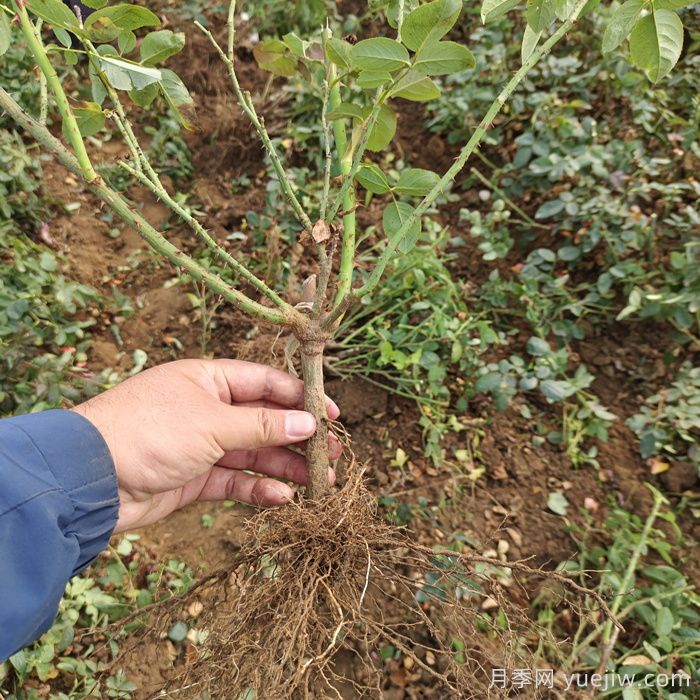 山东潍坊青州市的月季批发基地价格(图3)