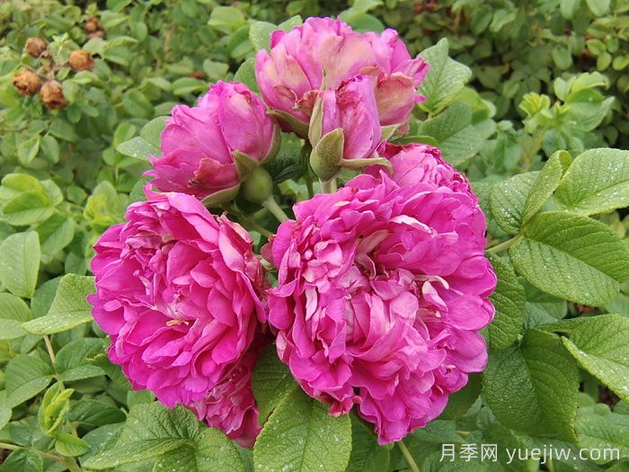 四季玫瑰与月季的区别？四季玫瑰的价格？(图1)