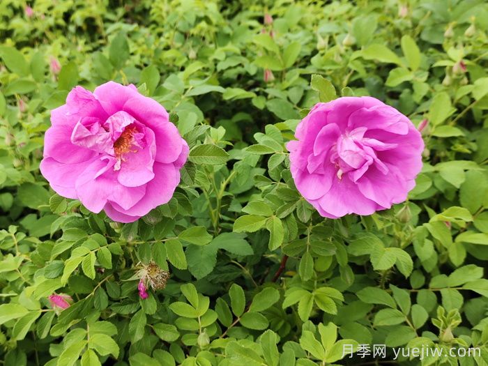 春天是否有四季玫瑰花？(图1)