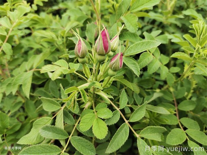 四季玫瑰与月季的多方面区别及四季玫瑰种植指南(图2)