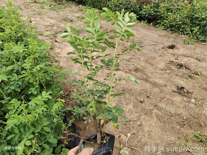 四季玫瑰花多少钱一盆？(图2)