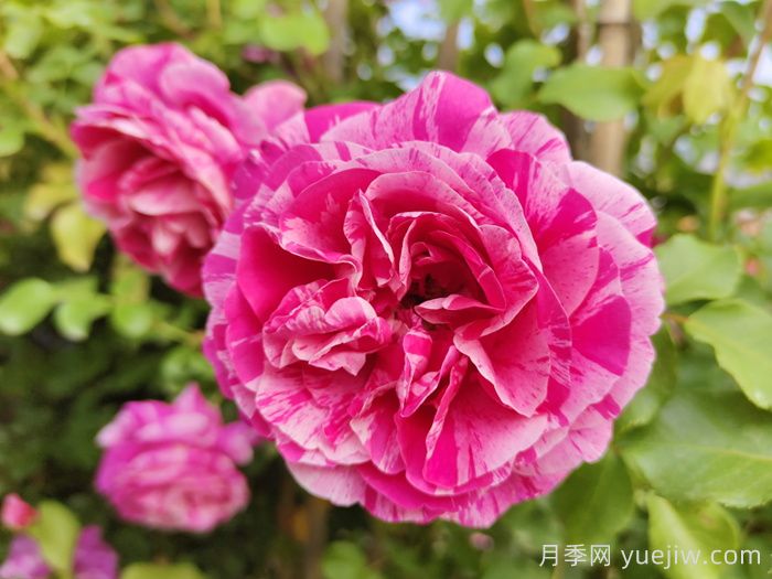 爬藤月季有哪些优秀品种？(图3)