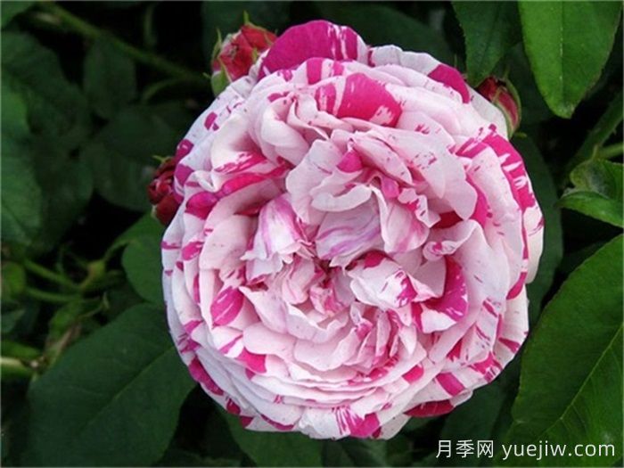 推荐6款条纹月季品种，别致美丽吸引眼球(图3)