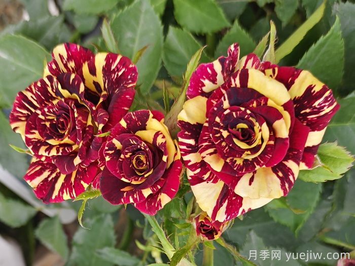 推荐6款条纹月季品种，别致美丽吸引眼球(图4)