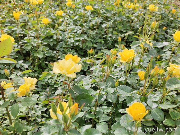 月季的花蕾不长是什么原因？(图1)