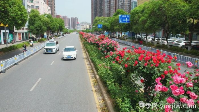 第三届世界月季博览会，南阳宝藏月季花打卡点(图1)