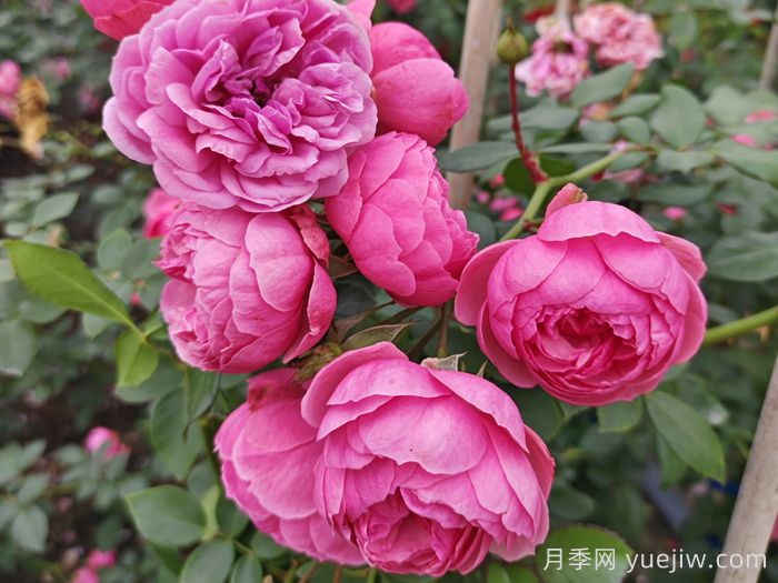 月季花头上长好多虫要剪掉吗？(图1)