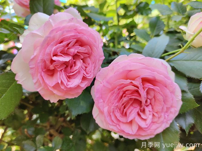 月季枯萎了还能活过来吗？月季花垂头了怎么补救？(图1)