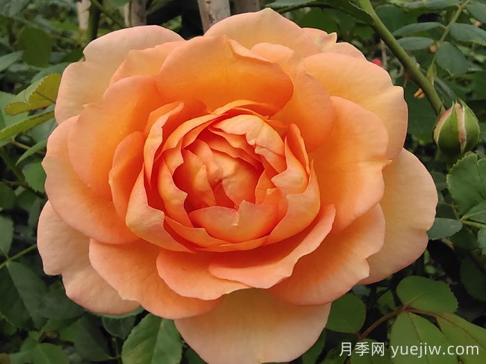 夏洛特夫人月季介绍及优缺点​(图1)