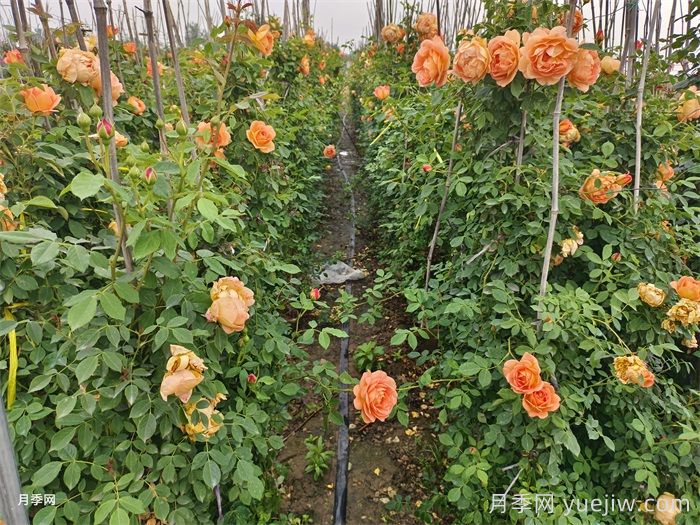 夏洛特夫人月季介绍及优缺点​(图2)