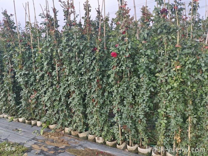 爬藤月季最佳保留到多高？(图1)