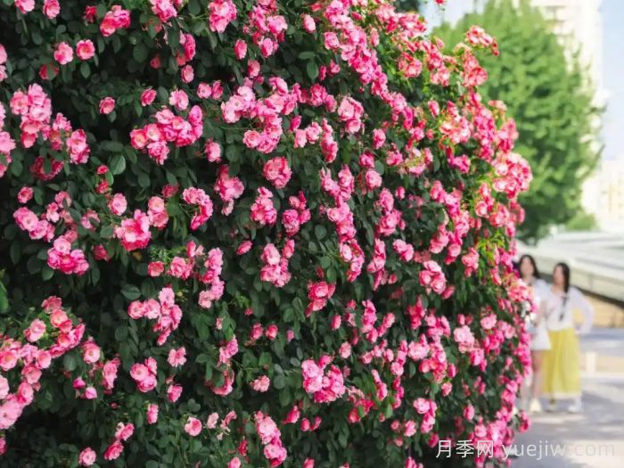 武汉月季全城开，万一有人想在绿化带办婚礼呢？(图2)