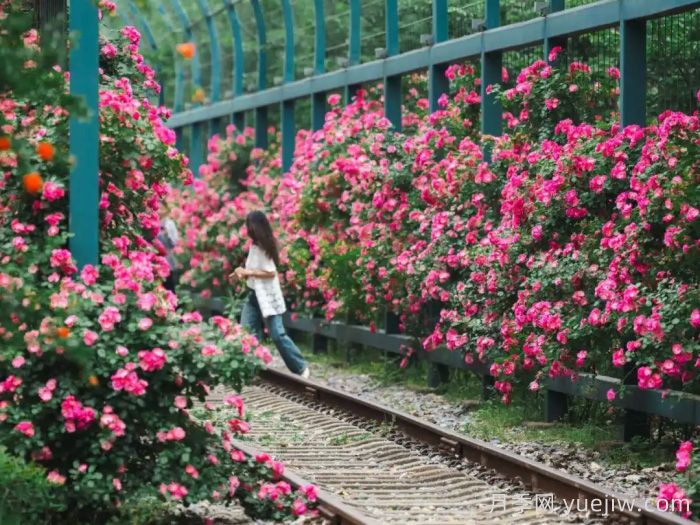 武汉月季全城开，万一有人想在绿化带办婚礼呢？(图3)